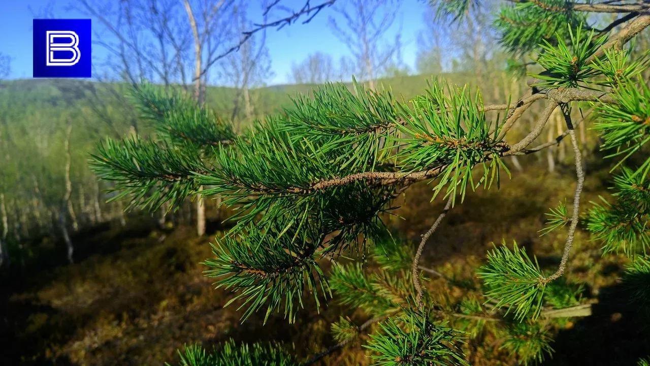 Утверждены квоты на охоту на бурого медведя в Мурманской области
